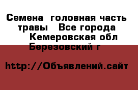 Семена (головная часть))) травы - Все города  »    . Кемеровская обл.,Березовский г.